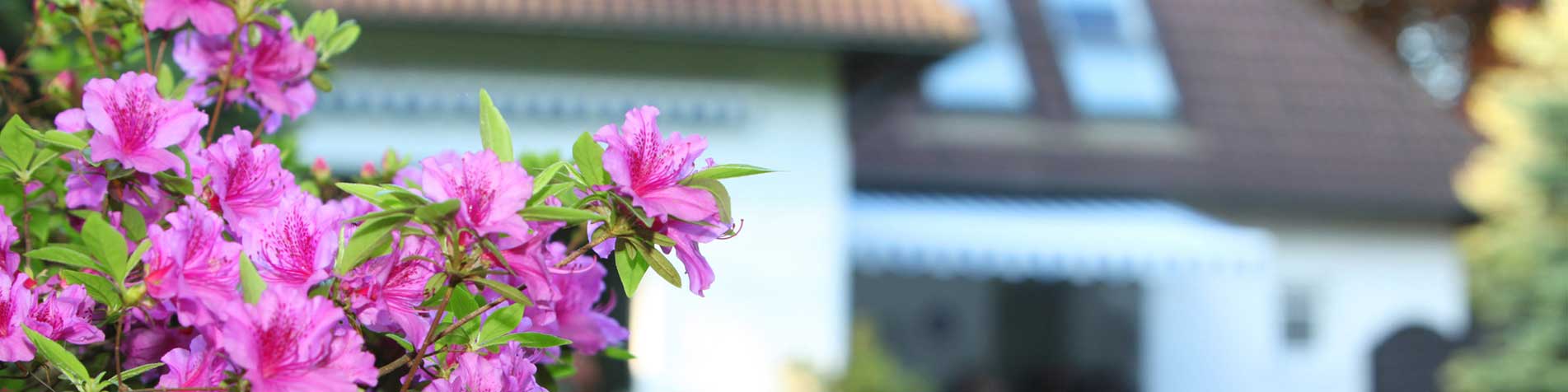 Flowers with house in background